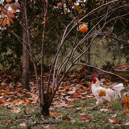 Locanda Acetaia Malagoli Daniele 카스텔프란코에밀라 외부 사진
